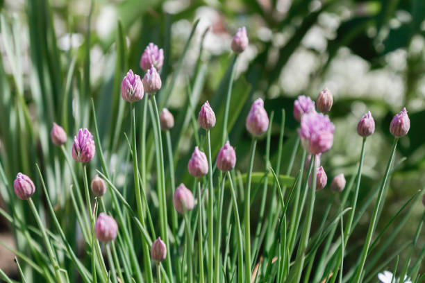 istock opening flower with purple head buds 1257348369