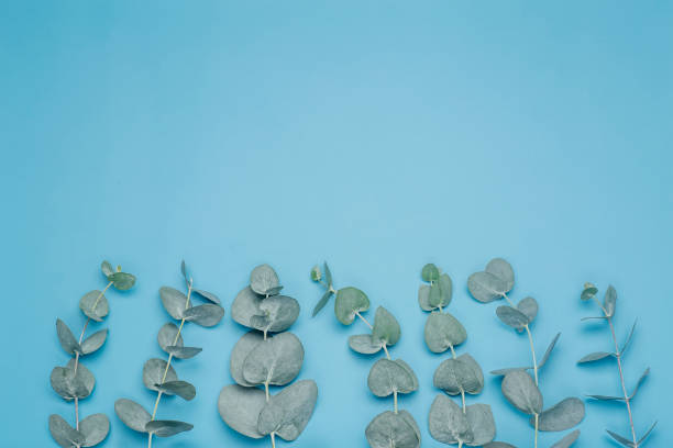 유칼립투스는 배경을 남긴다. 푸른 깨끗한 배경에 유칼립투스 식물의 잎과 가지. 유칼립투스 에센셜 오일을 곁들인 스파, 아로마테라피 및 화장품 - candy make up chewing gum blue 뉴스 사진 이미지