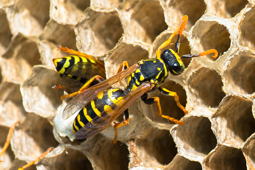 Close up of wasp nest with a few wasps sitting on its surface. One of the wasp-workers processing new material