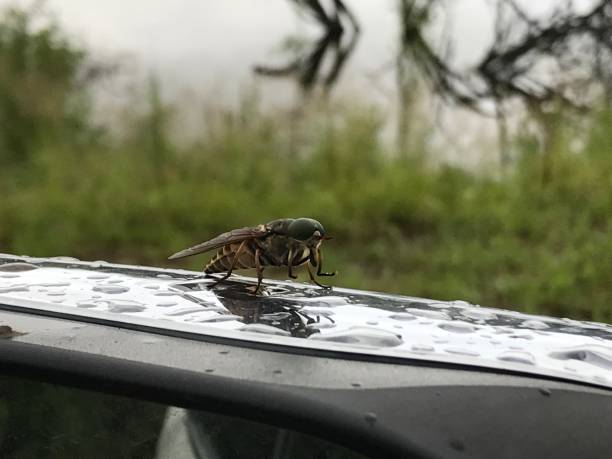 istock insect gadfly on car glass 1257353335