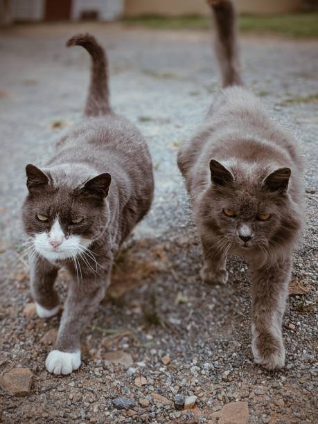 Two barn cats walking towards the camera