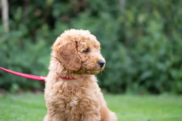 Photo of Shallow focus of a mini poodle puppy showing her curly, non shedding coat.