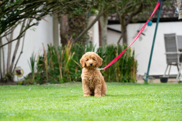 Adorable mini poodle puppy seen sitting on a lawn. stock photo