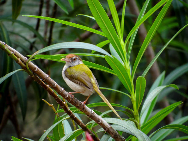 istock THE BIRD WITH A PREY 1257358269