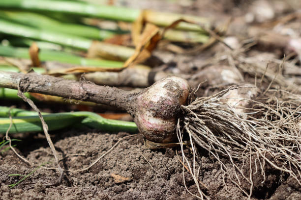 istock Harvesting garlic in the garden 1257358516