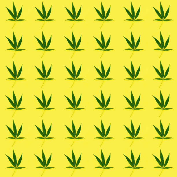 istock Seamless regular creative pattern with natural green leaves from Cannabis plant. 1257360237
