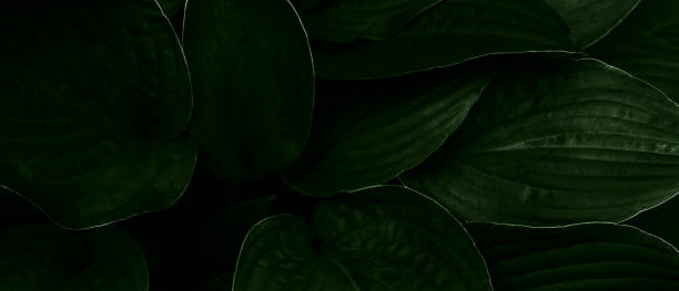 istock Eco banner. Green leafs background. Top view. 1257360950