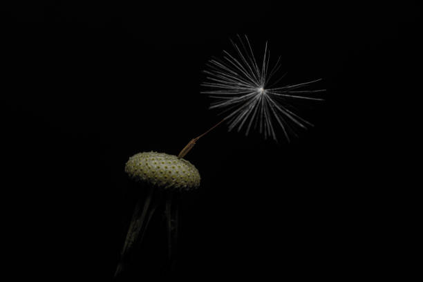 istock Dandelion head with a single seed, isolated against a black background 1257361295