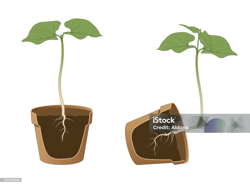 Positive and negative geotropism Positive and negative geotropism (gravitropism, gravity) Tropism stock illustration