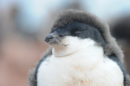 These penguins are mid-sized, being 46 to 71 cm (18 to 28 in) in height and 3.6 to 6.0 kg (7.9 to 13.2 lb) in weight.[5][6] Distinctive marks are the white ring surrounding the eye and the feathers at the base of the bill. These long feathers hide most of the red bill. The tail is a little longer than other penguins' tails. The appearance looks somewhat like a tuxedo. They are a little smaller than most other penguin species.