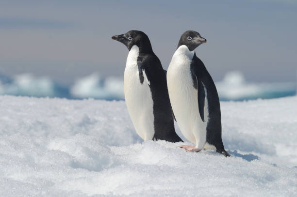 pinguino adelie pygoscelis adeliae - la specie di pinguino più diffusa. - falkland islands foto e immagini stock