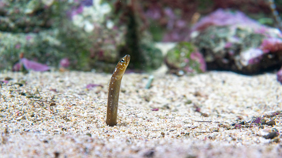 Garden eel coming out of the sand.