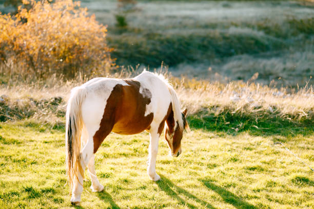 A white-brown horse walks in a meadow in the sunset light. High quality photo