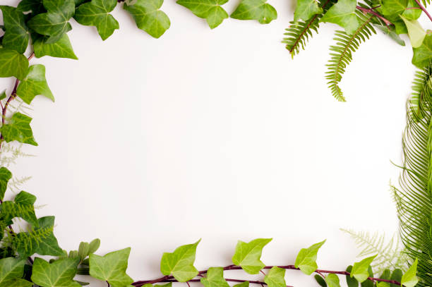 istock green leaves on white background, central space for text. top view 1257364222