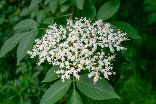 Sambucus nigra blooming stock photo