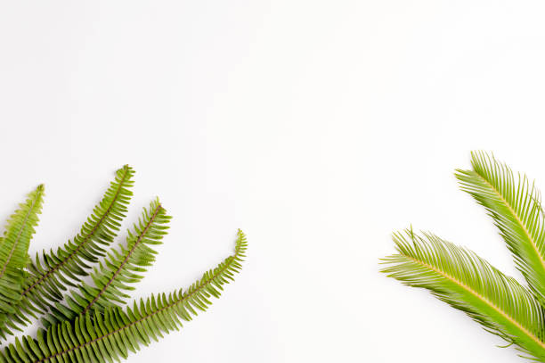 istock green leaves on white background, space for text. top view 1257364291