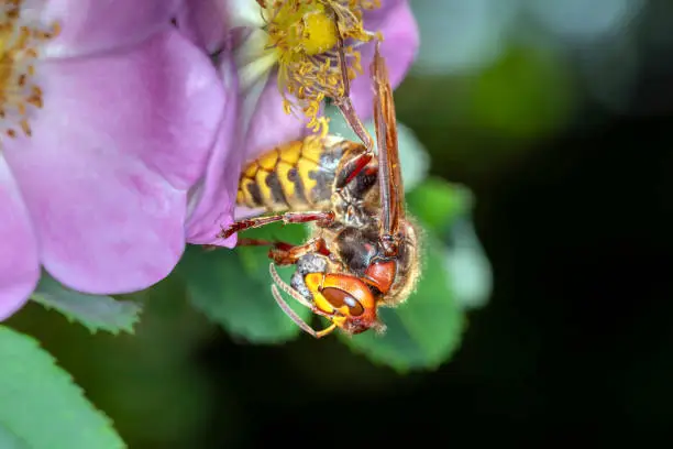 Hornet - Vespa crabro - Hornet Queen eats a prey insect