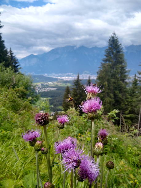 cardo con calabrone volante e panorama di montagna - european alps flower north tirol holiday foto e immagini stock