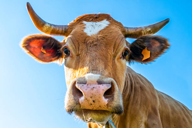 istock Close-up of a cow head 1257367613