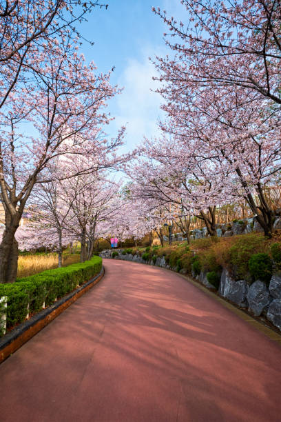 istock Blooming sakura cherry blossom alley in park 1257367743