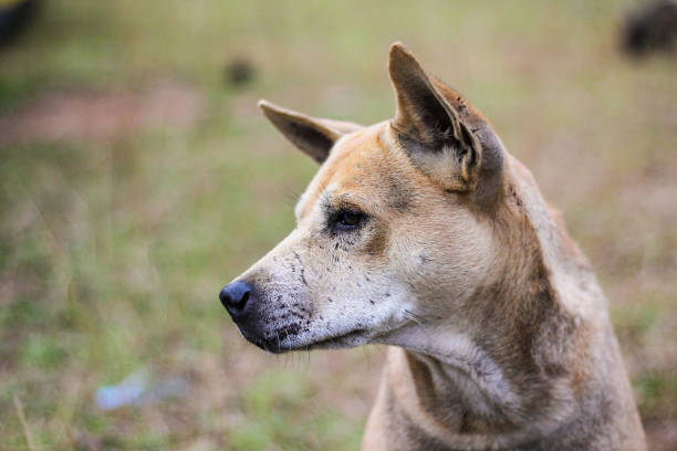 istock dog that makes a sad and lonely face. 1257367833