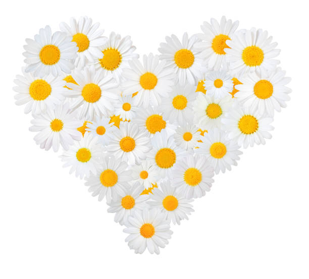 Many white daisies (Marguerite) formed into a heart, isolated on a white background. Germany