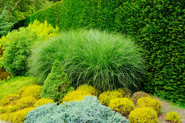 istock Evergreen Garden Flowerbed 1257369946