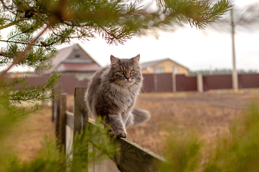 Fluffy gray cat sits on a wooden fence along pine branches