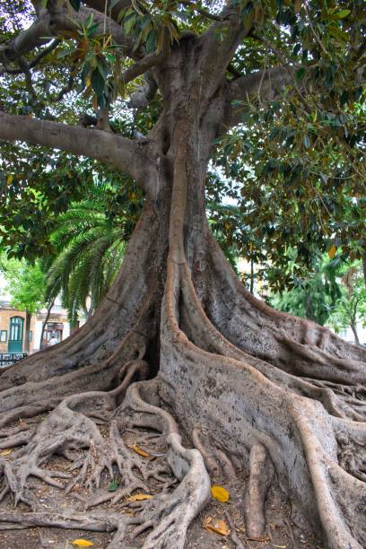 istock Large root tree in a park in Cadiz 1257371198