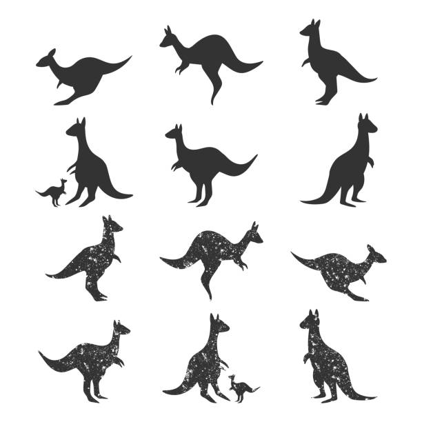 Australian kangaroo vector black silhouettes set isolated on a white background. Australian kangaroo vector silhouettes set. joey stock illustrations