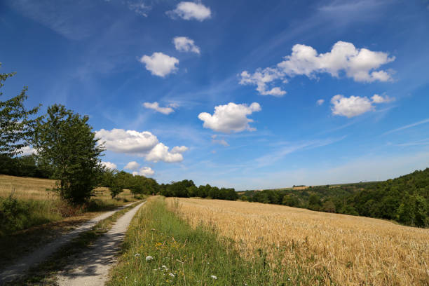istock Summer landscape with wheat fields and beautiful sky 1257371418