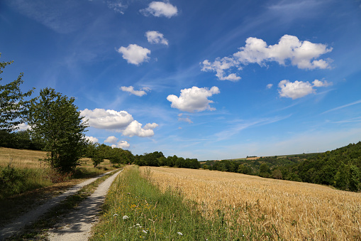 Summer landscape with wheat fields and beautiful sky.