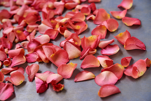 Vivid pink red rose petals scattered isolated on grey background. Wedding Bridal Valentines Women's Day celebration. Close-up picture of Floral holiday decorations.