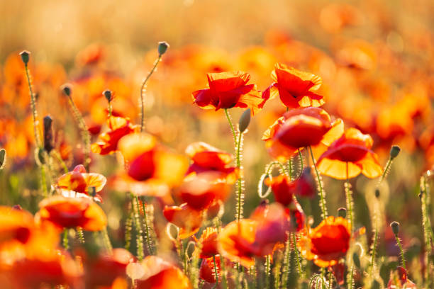 istock Blooming red poppies in a summer meadow 1257375523