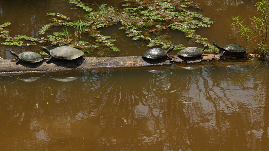 Yellow-spotted river turtles near Puerto Narino at Amazonas river in Colombia