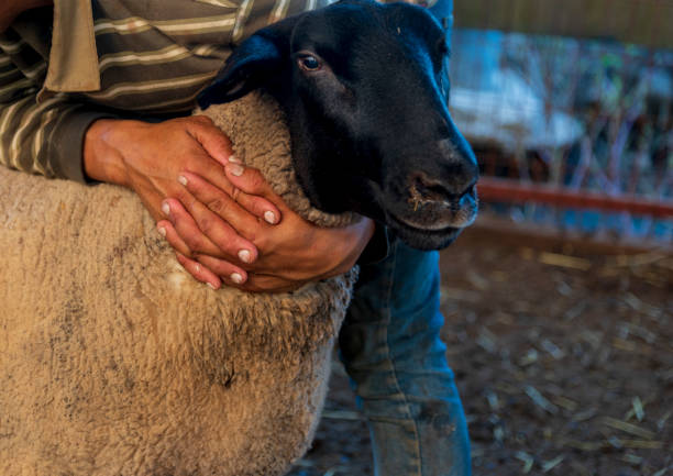 istock Flock of sheep in the barn 1257379160