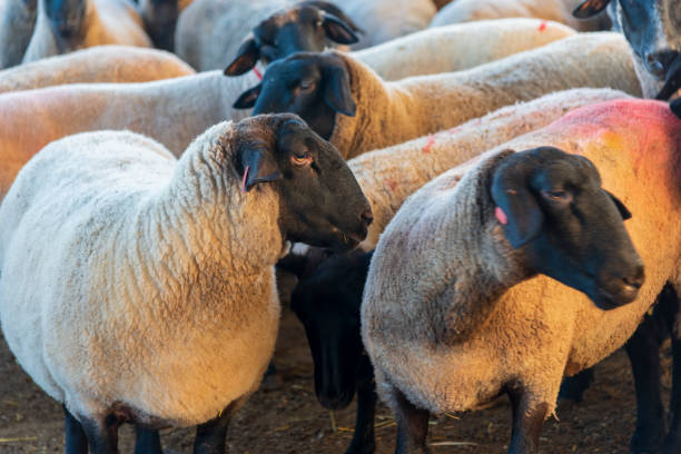 istock Flock of sheep in the barn 1257379187