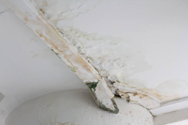 istock damaged white ceiling cause leak rain water and green moldy. 1257379324