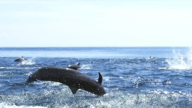 Dolphin. Black Sea bottlenose dolphin (Tursiops truncatus ponticus). The popularity of the bottlenose dolphins is due to numerous references in the cinema and fiction and the high ability to learn