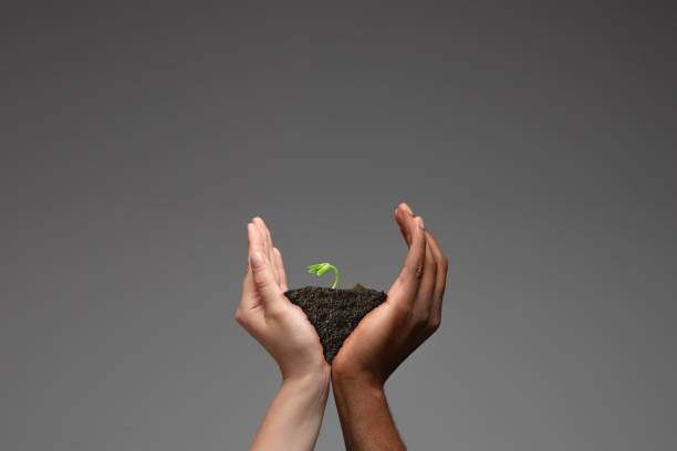 新しい緑の植物、成長するビジネス、環境保全、銀行の節約の象徴を保持する人間の手。あなたの手の中の惑星。 - holding hands teamwork gardening green ストックフォトと画像