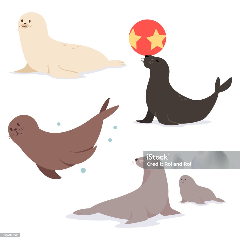 Common Seal Flat Character Vector Set Of Marine Animal Isolated On White  Background Stock Illustration - Download Image Now - iStock