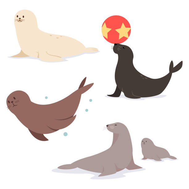 Common seal flat character. Vector set of marine animal isolated on white background. Common and fur seal vector flat cartoon character set. seal animal stock illustrations