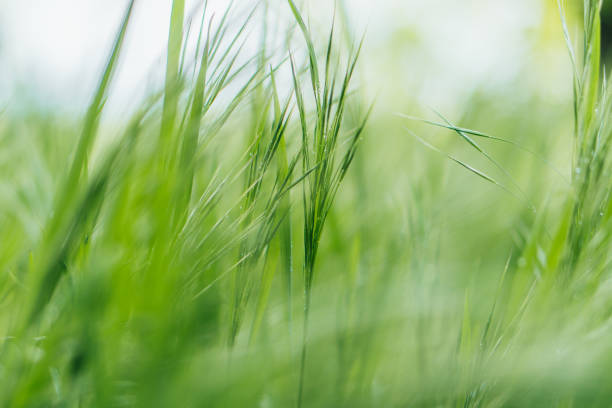istock close up of green and fresh grass 1257380748