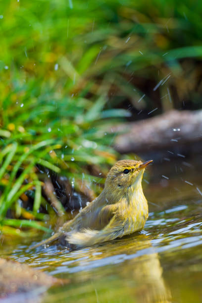 istock Willow Warbler, Forest Pond, Mediterranean Forest, Spain 1257381846