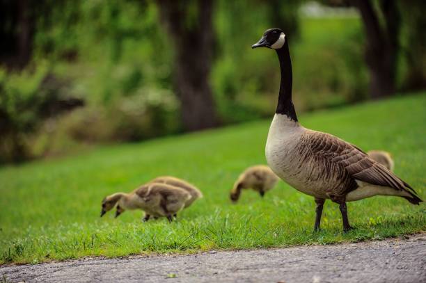 istock Goose Family 1257382115