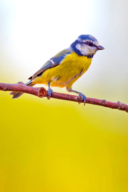 istock Blue Tit, Mediterranean Forest, Spain 1257382166