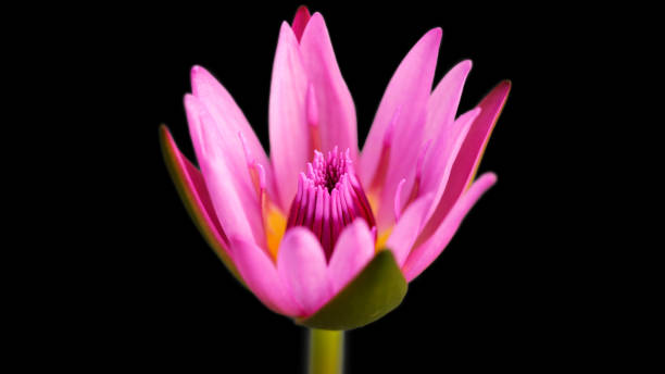 pink lotus flower stock photo