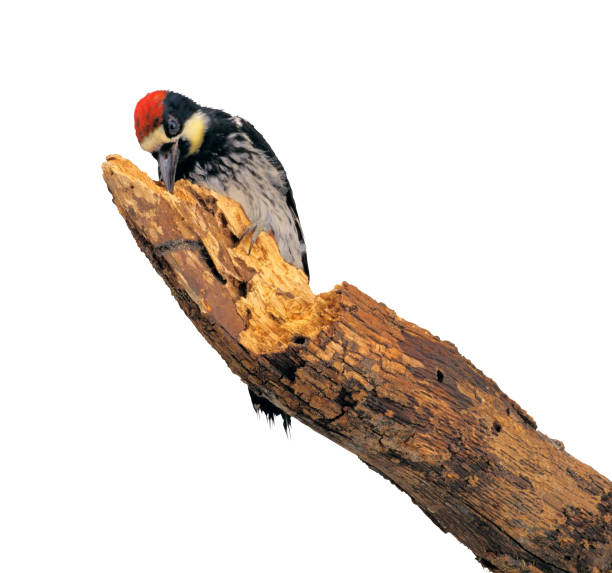 istock great woodpecker on a tree branch, on a white background 1257383014