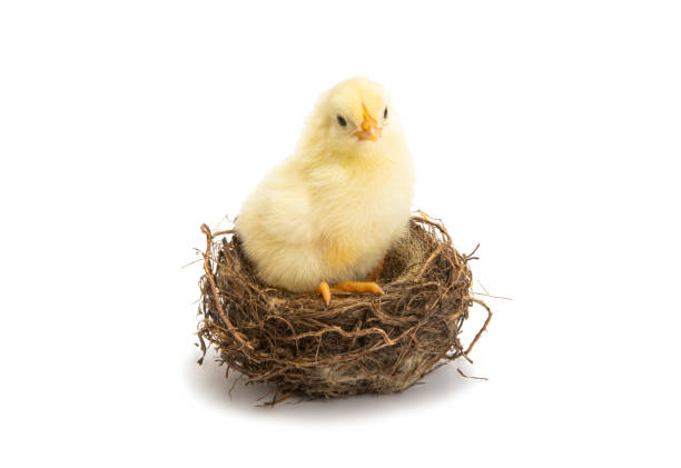 istock little chicken isolated 1257383146