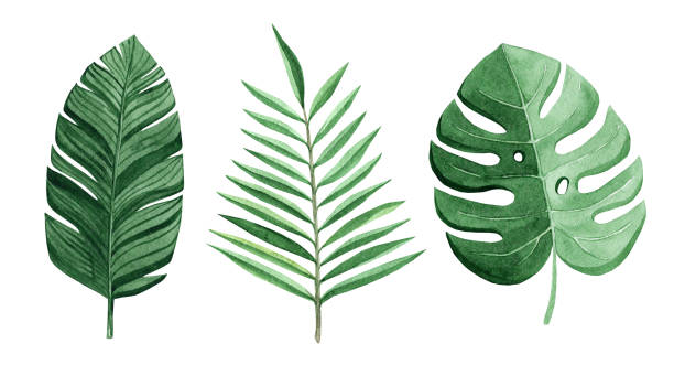 istock watercolor green tropical leaves set isolated on white background 1257383222